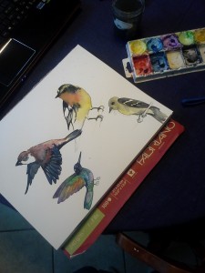 birds watercolor sketch